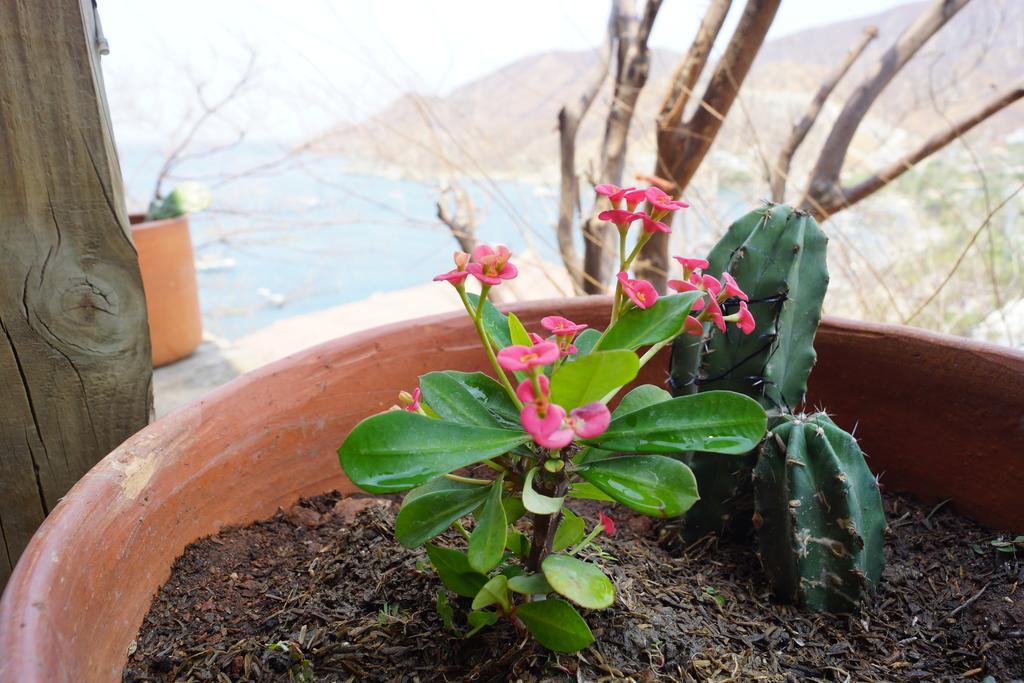 Hotel Cactus *